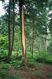 The lightning charge had superheated the wood's moisture and blown the side off the trunk.