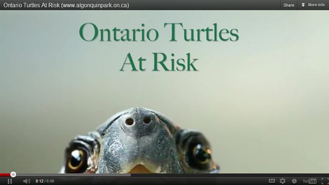 turtlesvideo.jpg