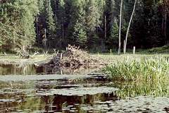 Misty Lake beaver lodge