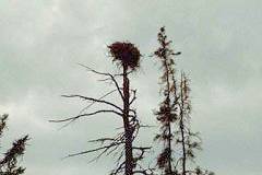 Osprey nest at the west end of the La Muir to Hogan portage