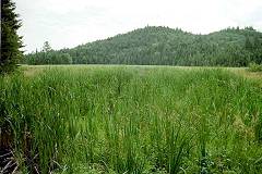 Little Madawaska River 'meander'
