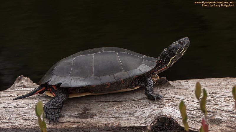 Turtle in pond beside old railway embankment on Mizzy Lake Trail
